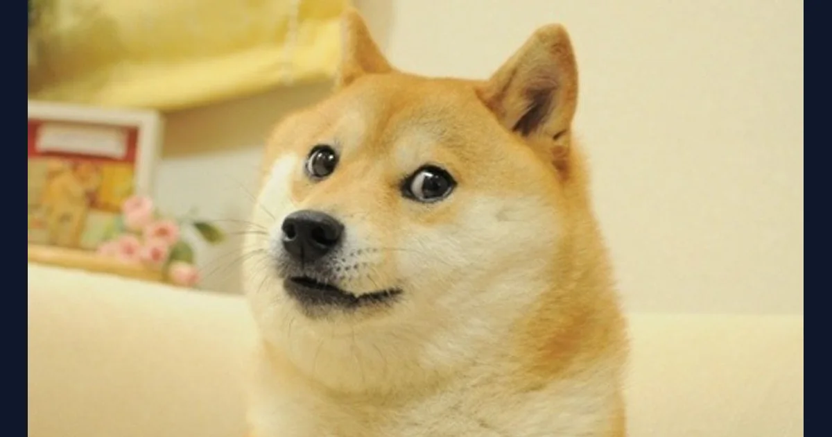 Doge meme reference preview (reference preview)