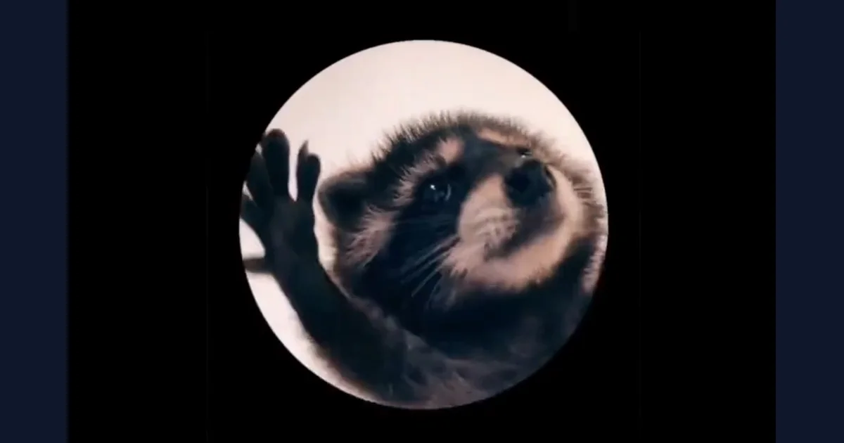 Pedro Raccoon meme reference preview (reference preview)