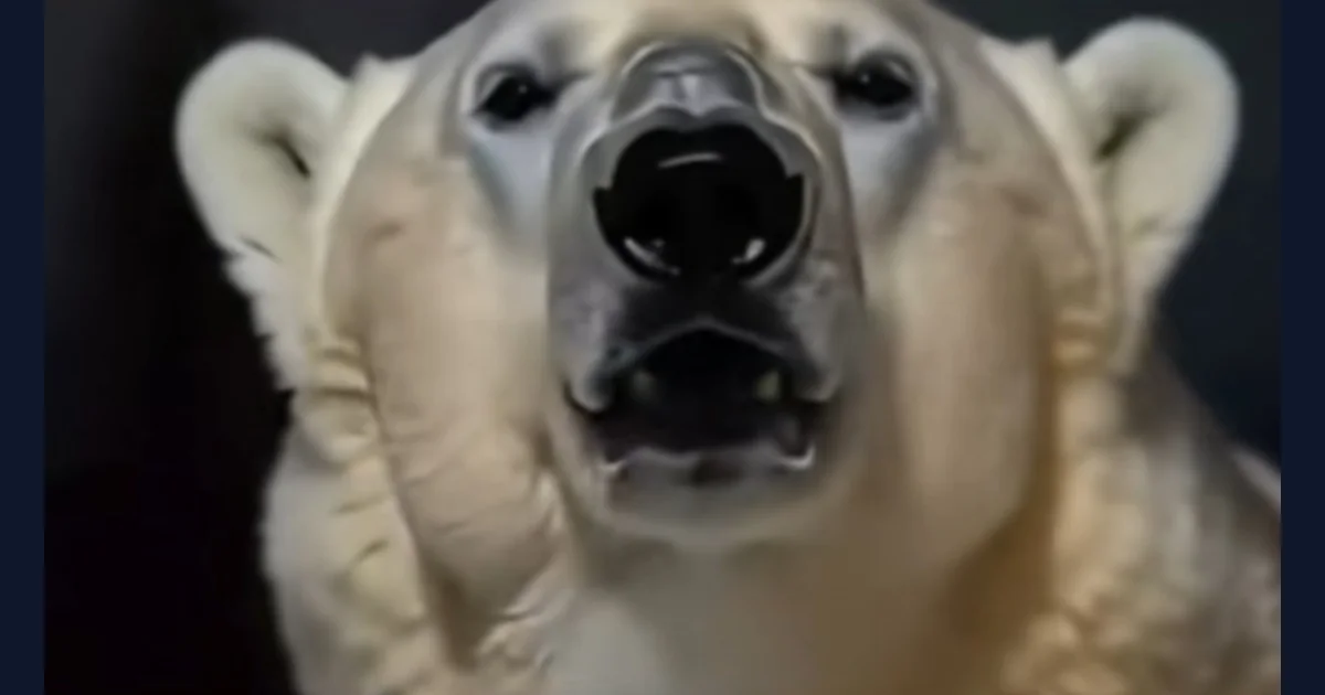 Remember November 2026 singing polar bear meme reference image (reference preview)