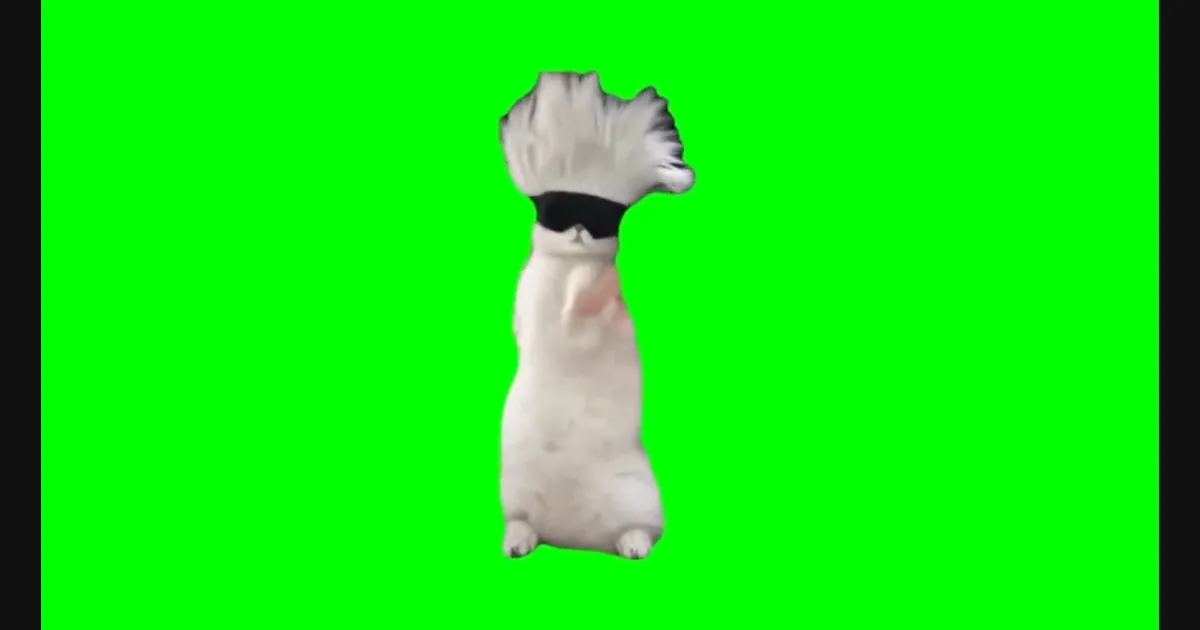 Gojo Cat video preview frame