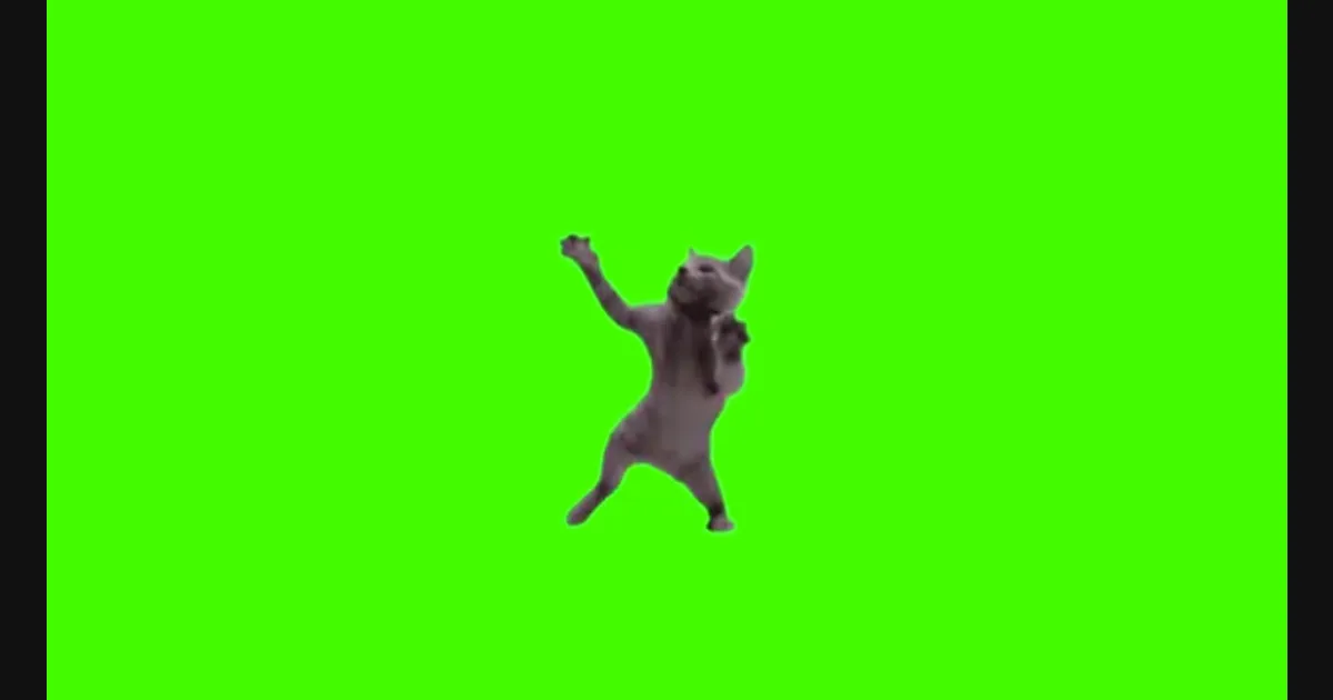 Swinging Cat video preview frame